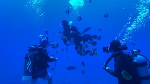 Underwater Footage of Divers Swimming with a Shoal of Fish 