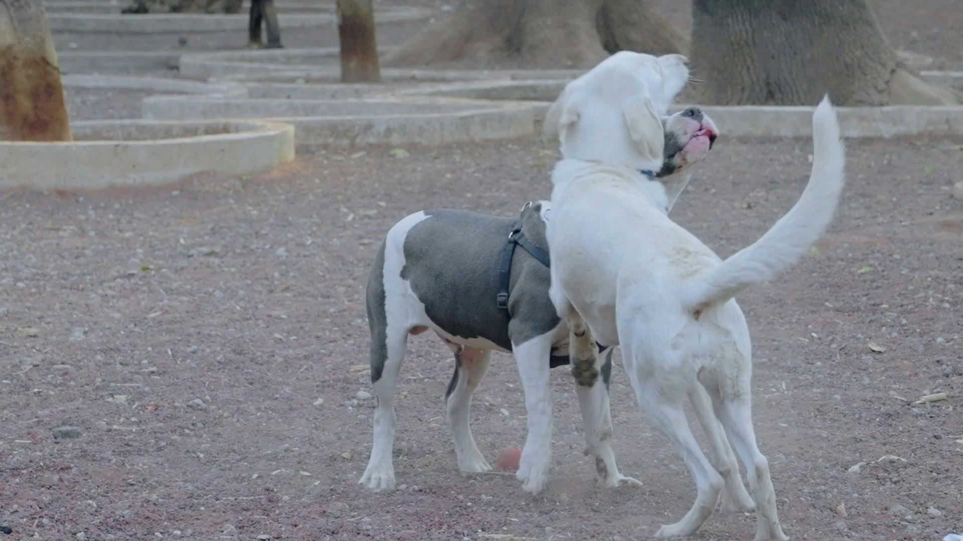 Dogs Jump Videos, Download The BEST Free 4k Stock Video Footage & Dogs