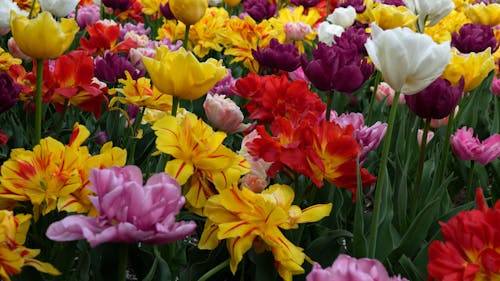 Spectacular Spring Landscape with Multi-Coloured Tulips