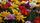 flower landscape