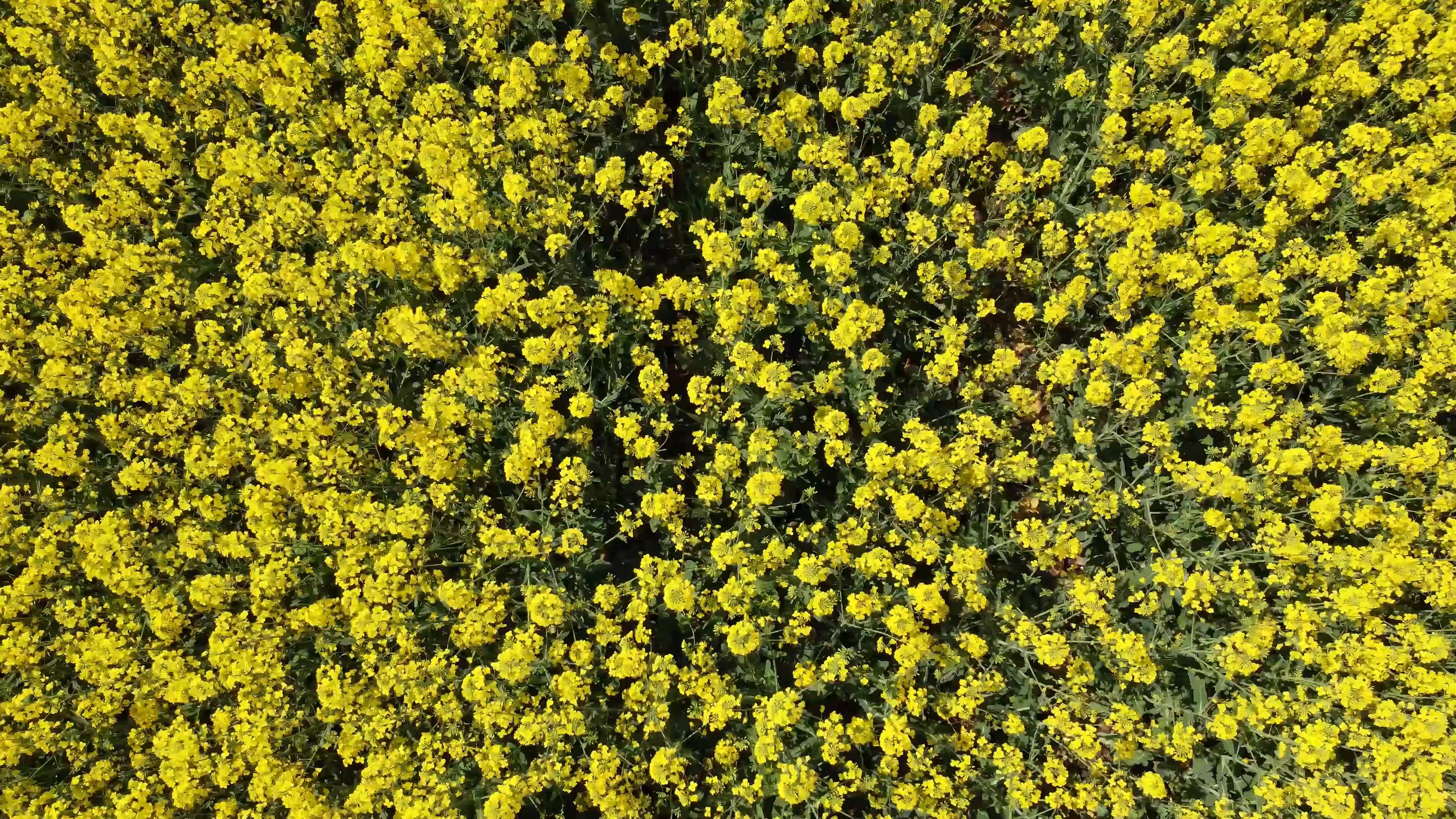 A field of yellow flowers with a yellow line Free Stock Video Footage ...