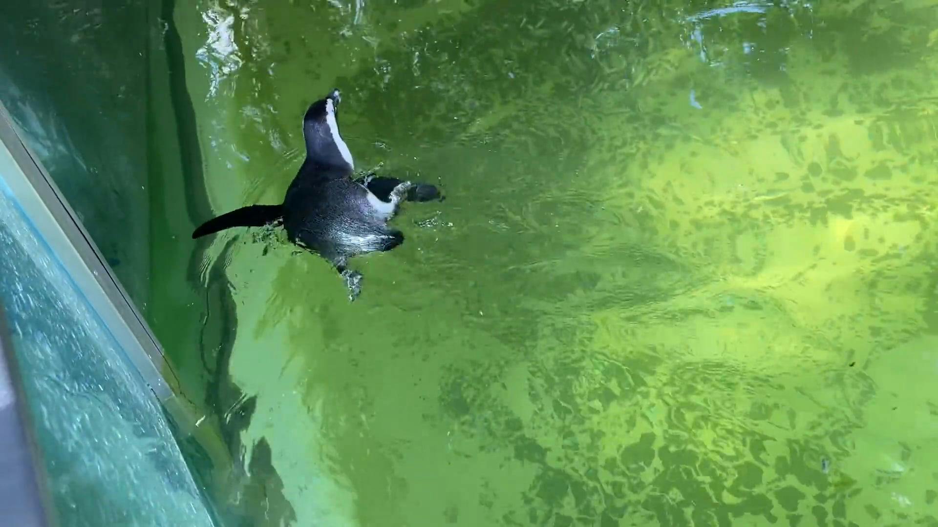 A penguin swimming in a pond with green algae Free Stock Video Footage