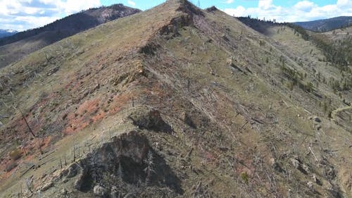 Drone View of Fallen Trees on a Mountain Top