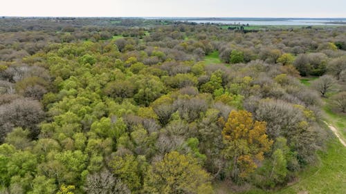 Drone View of Friday Woods in Colchester, England 