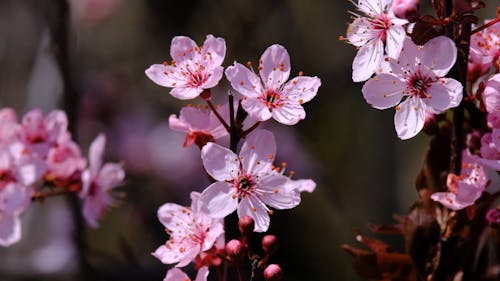 Baumblüten