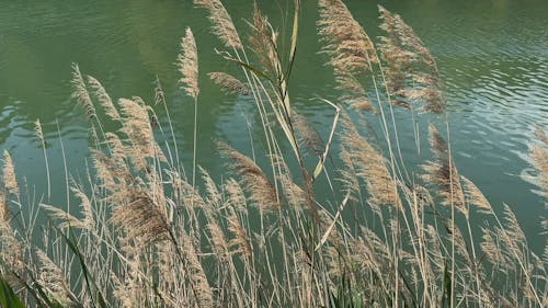 Reeds Swaying in the Wind