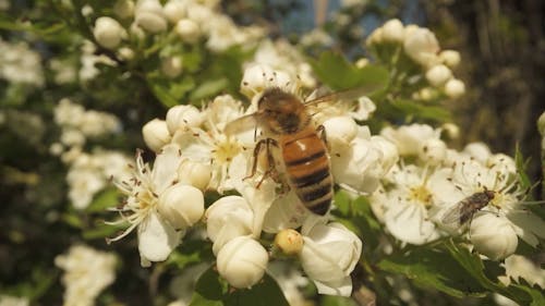 Slow Motion Footage of a Bee Collecting Pollen