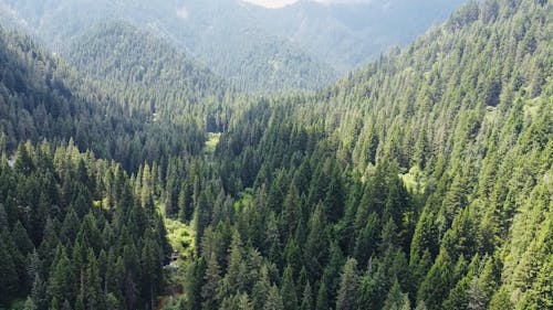 Drone Video of a Dense Forest in a Mountain Landscape 
