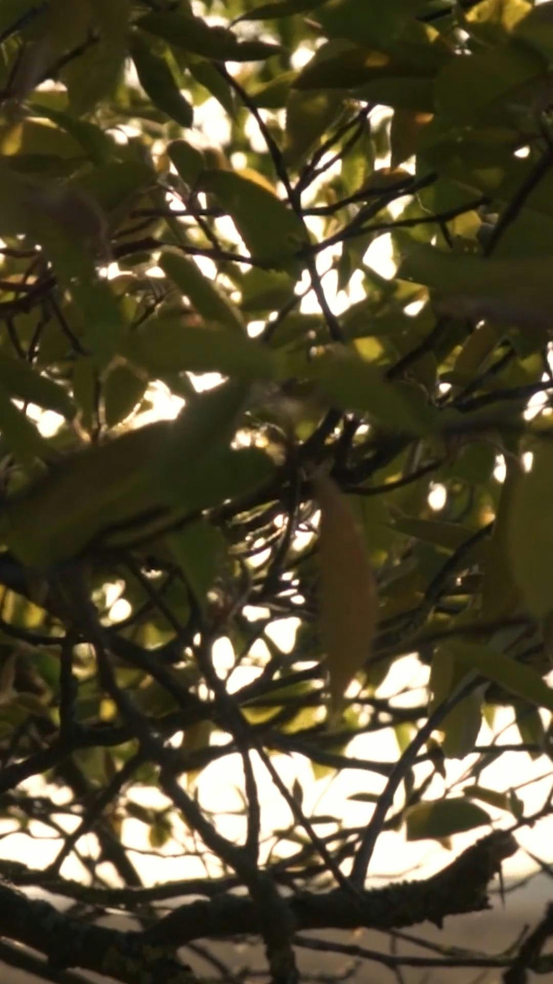 a tree with the sun shining through it 16600679
