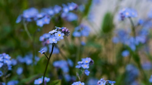 Wild Flowers in Bloom 