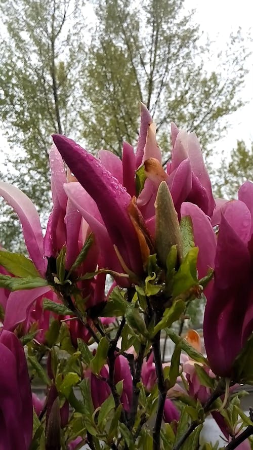 Pink magnolia flowers in spring | Рожева магнолія