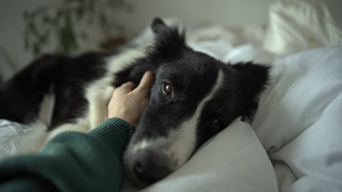 Point of View of a Person Caressing a Black and White Dog 