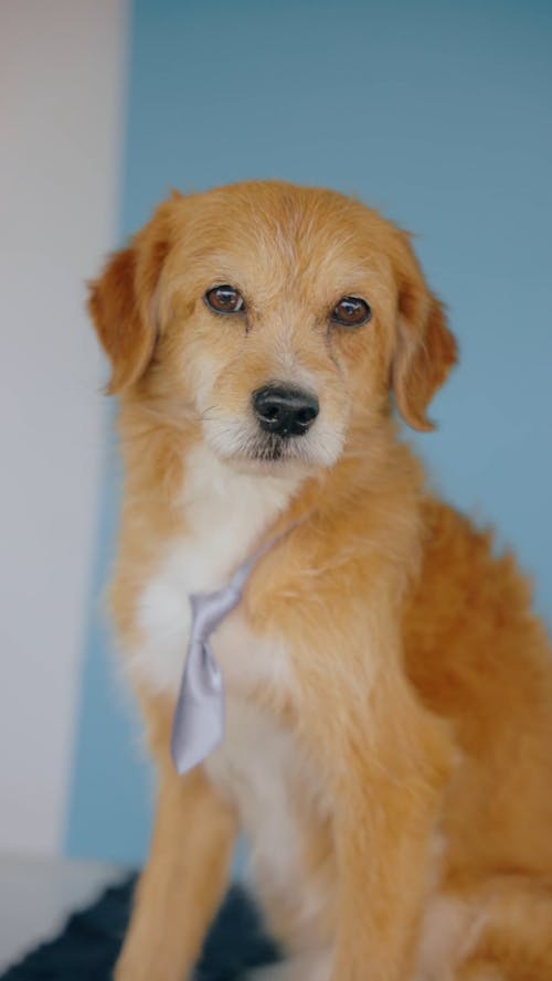  Adorable Puppy Wearing a Tie 