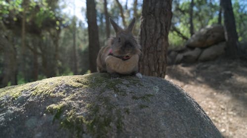 Rabbit in forest yawns on the stone.