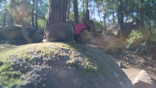 Standing on the stone domestic rabbit in forest