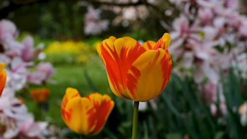 Close up View of Blooming Tulips in a Garden 