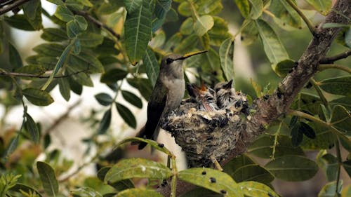 A Hummingbird Feeding its Chicks 