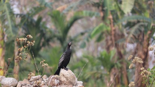 A Little Black Cormorant Standing on a Rock 