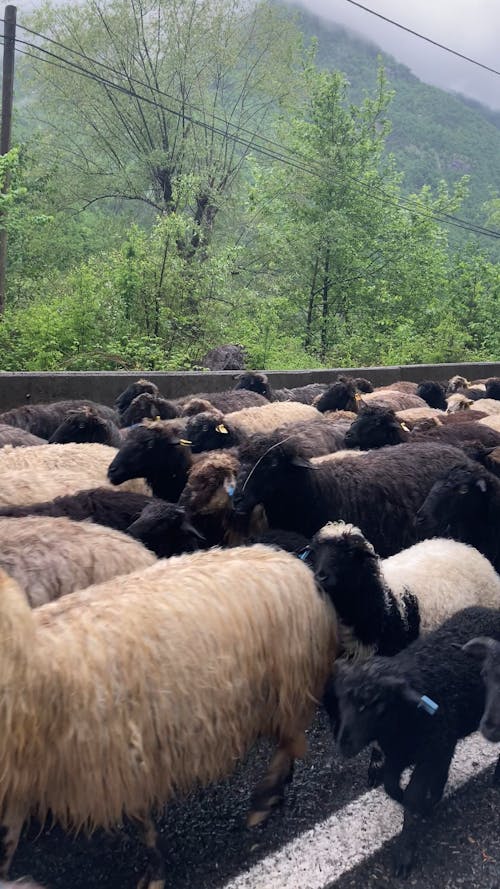 A Flock of Sheep Walking along a Road