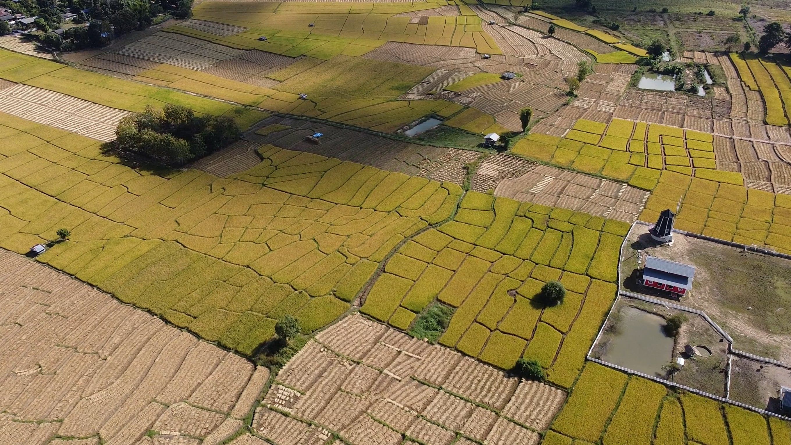 An aerial view of a rice field in the middle of a field Free Stock ...