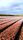 flower fields