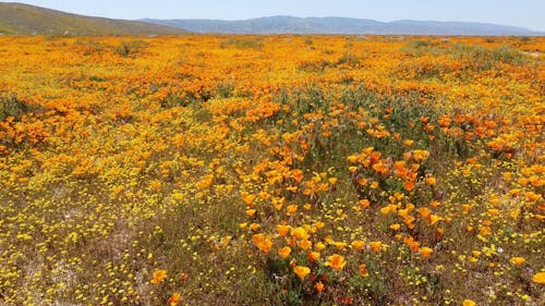 Drone Footage of Blooming California Poppies in a Field