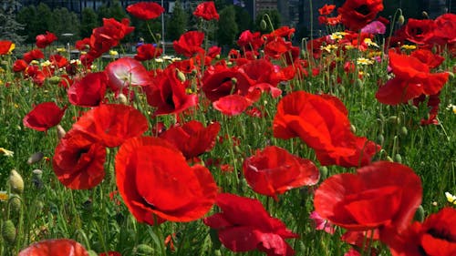 Afternoon Landscape in the City with a Flowery Field