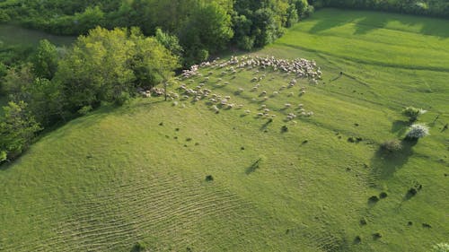 Drone View of a Shepherd and Two Dogs Herding a Flock of Sheep