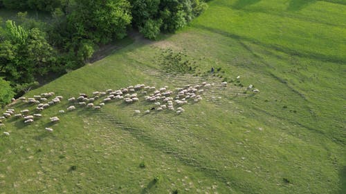 Aerial View of a Shepherd and Two Dogs Herding a Flock of Sheep 