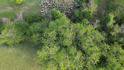 Aerial View of a Flock of Sheep in the Countryside 