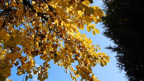 Goldener Gelber Fruchtlagerbaum