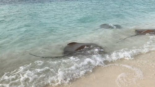 Video De Mantarrayas En La Orilla Del Mar