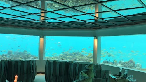 A Beautiful Aquarium With Various Fishes