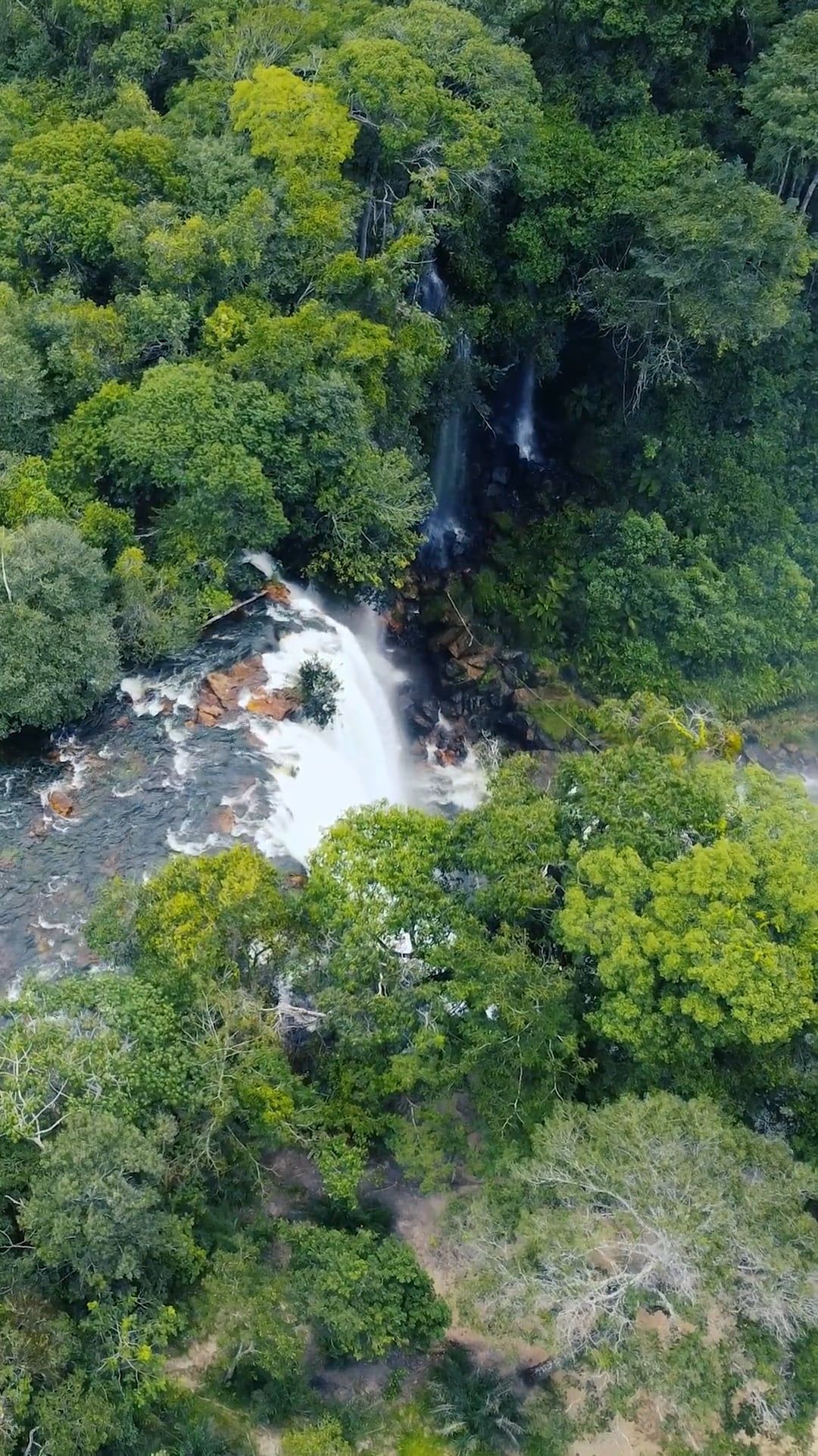 Amazon Rainforest Videos Download The Best Free 4k Stock Video Footage
