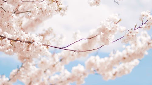 Cherry Blossom Branches in Spring