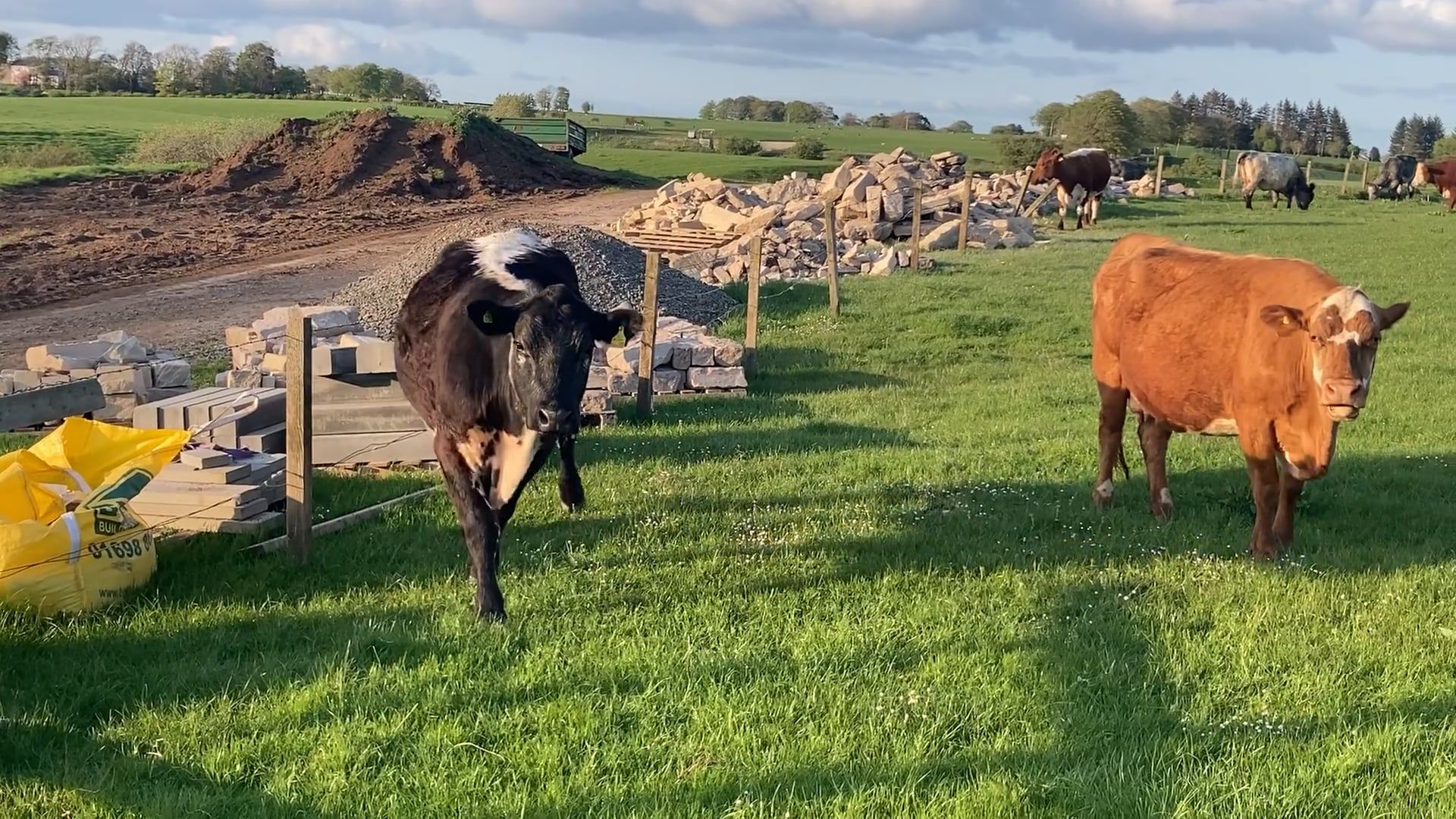 A black and white cow standing in a field Free Stock Video Footage ...