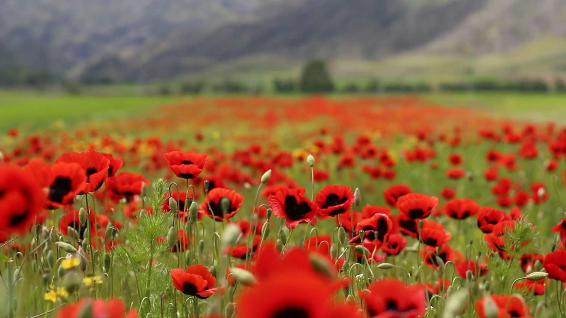 Poppy Field Free Stock Video Footage, Royalty-Free 4K & HD Video Clip