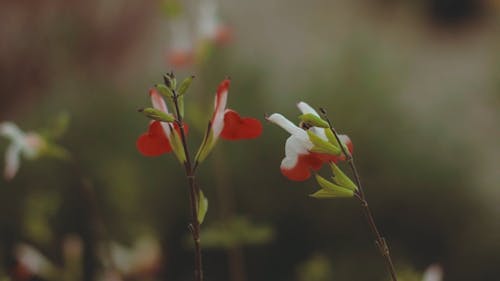 Red And White Flowers