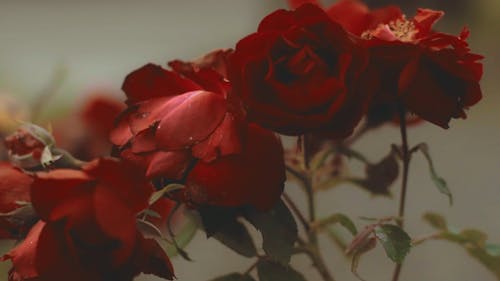 Red Roses In Close-Up View