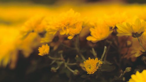 Close-Up Video of Yellow Flowers