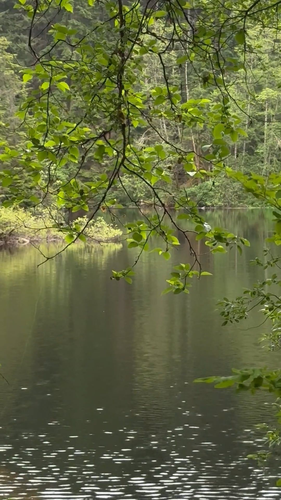 Video by Reivana Relaxation