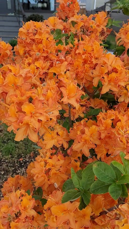 Orange flowers