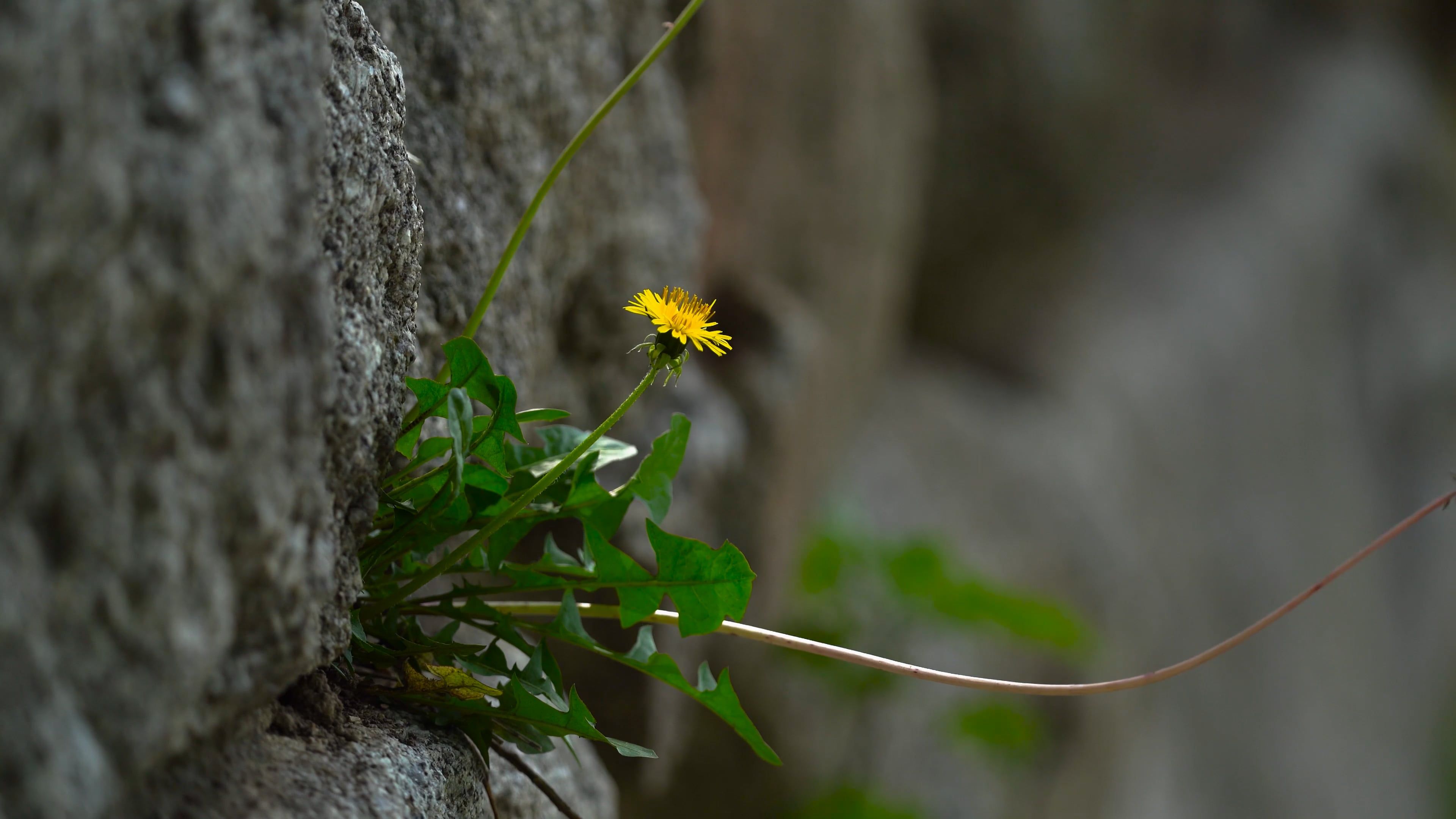 A small yellow flower growing out of a stone wall Free Stock Video ...