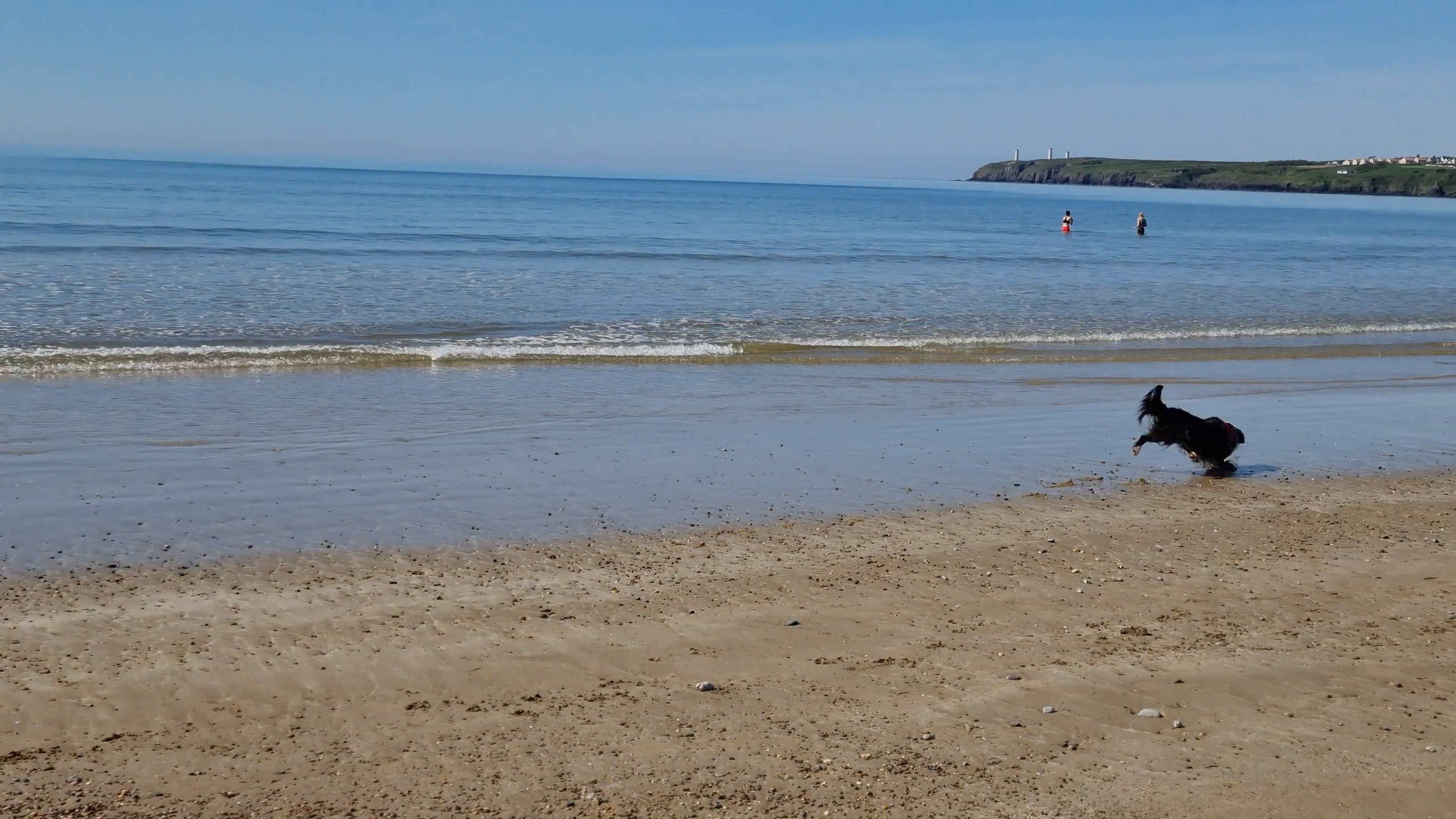 A Dog Playing Fetch on the Beach Free Stock Video Footage, Royalty-Free ...
