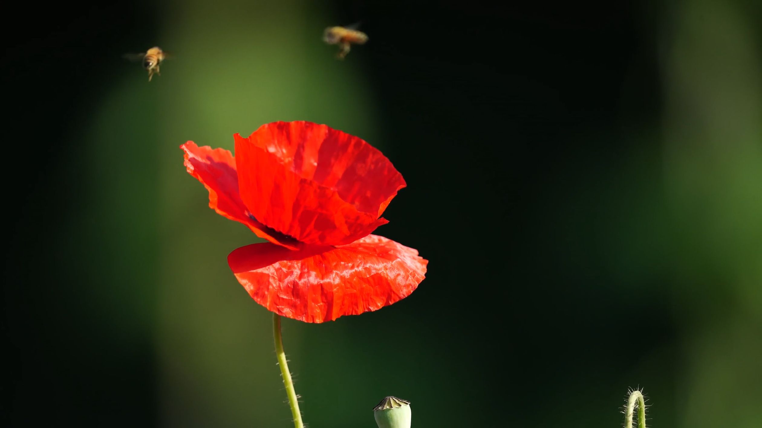 A single red poppy flower is shown in this image Free Stock Video ...