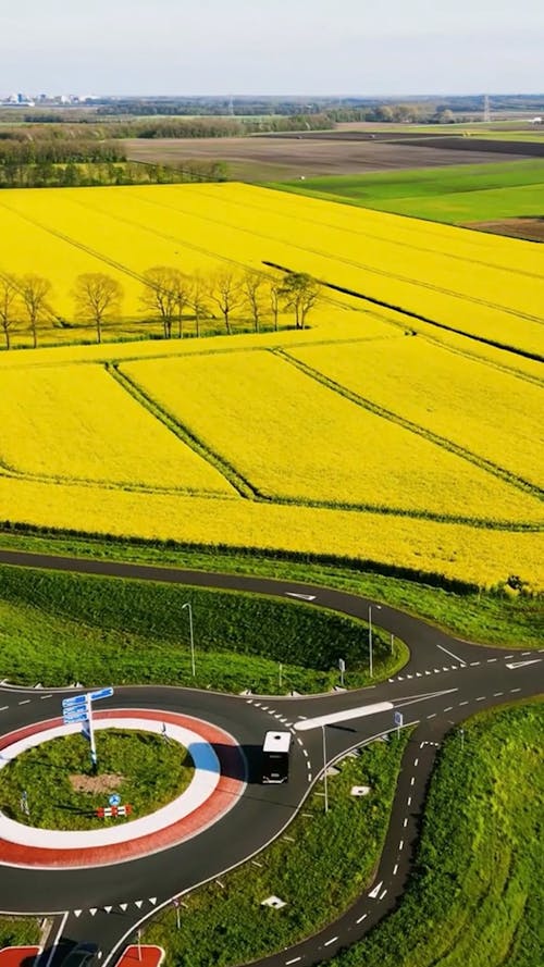 Aerial View of a Vast Flower Field in Bloom 