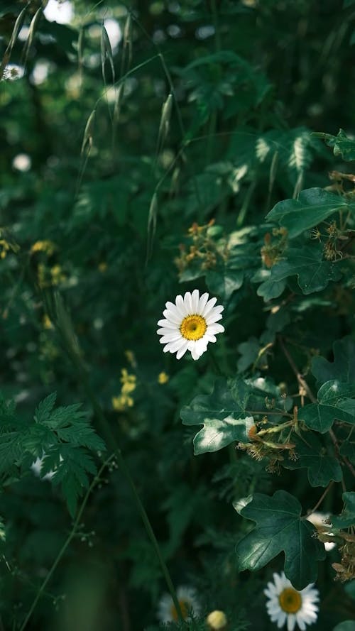 A White Daisy in Bloom 