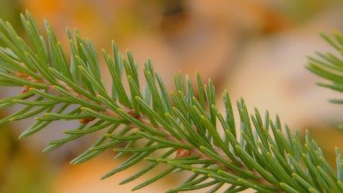 Dichte Mening Bij Pijnboombladeren