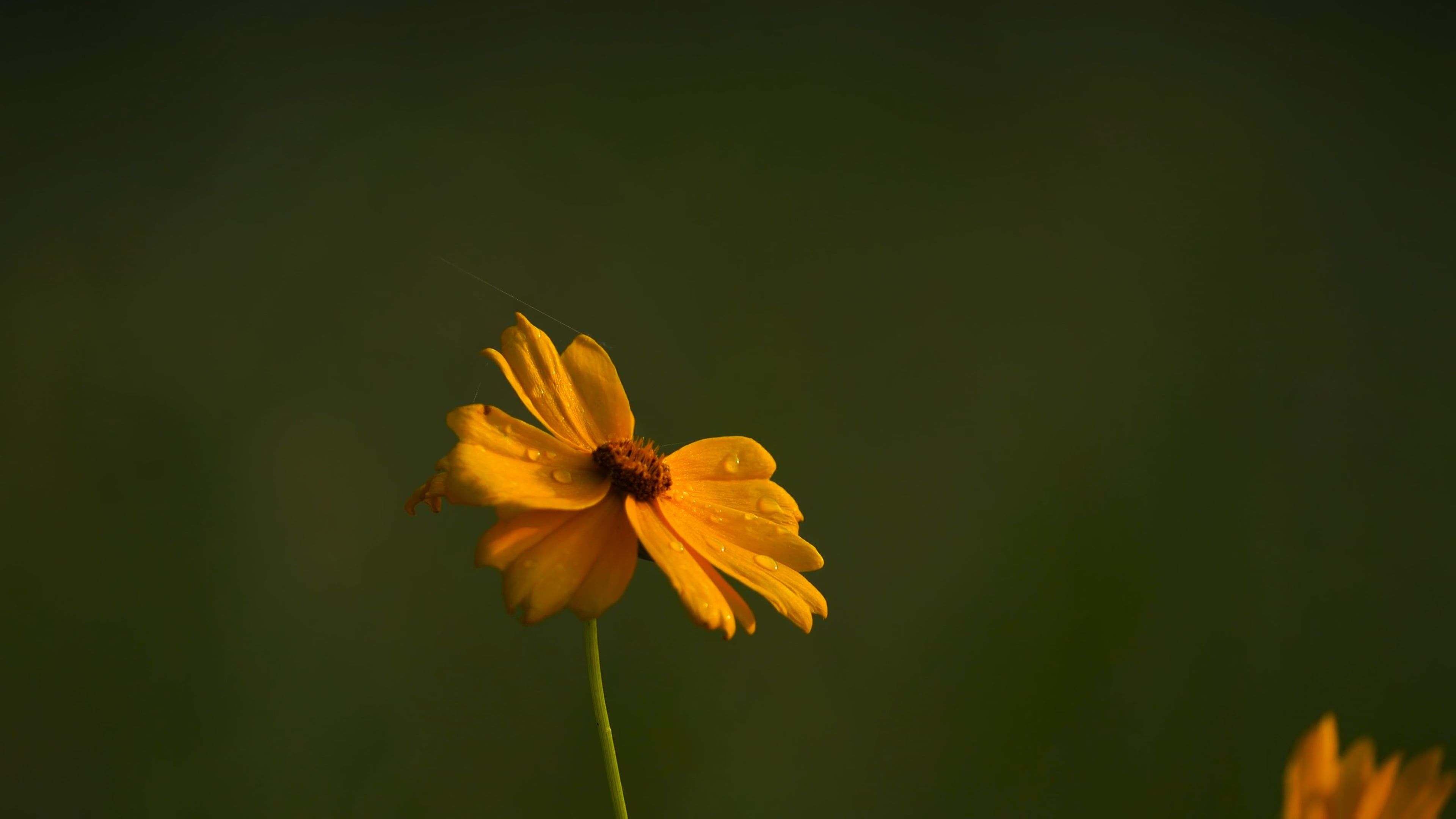 A single yellow flower in the middle of a green field Free Stock Video ...