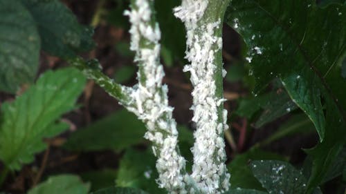 Flatidae Planthopper White Fluffy Insects Nymps